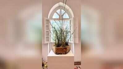 Harvard students explore BioPods to tackle Goa water pollution
