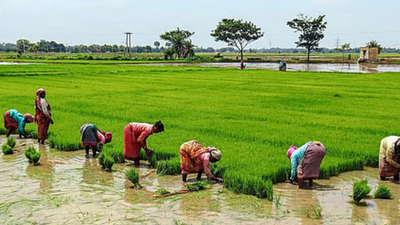 No rain in 122 taluks for three weeks; 50% crop losses likely in Karnataka