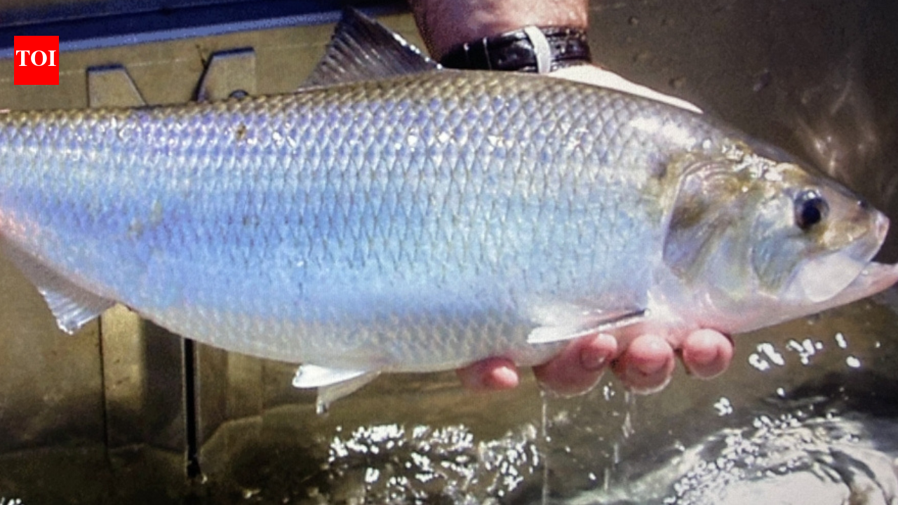 Dam Removal Reopens Habitat: Virginia project reconnects 127 miles; migratory fish return upstream