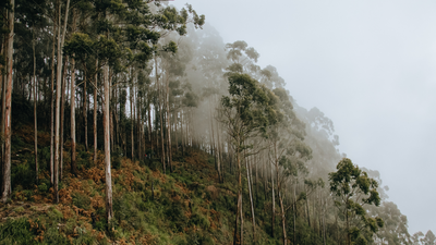 Brazil planted vast eucalyptus forests for pulp; 45 years later scientists found groundwater had fallen by 4.5 metres