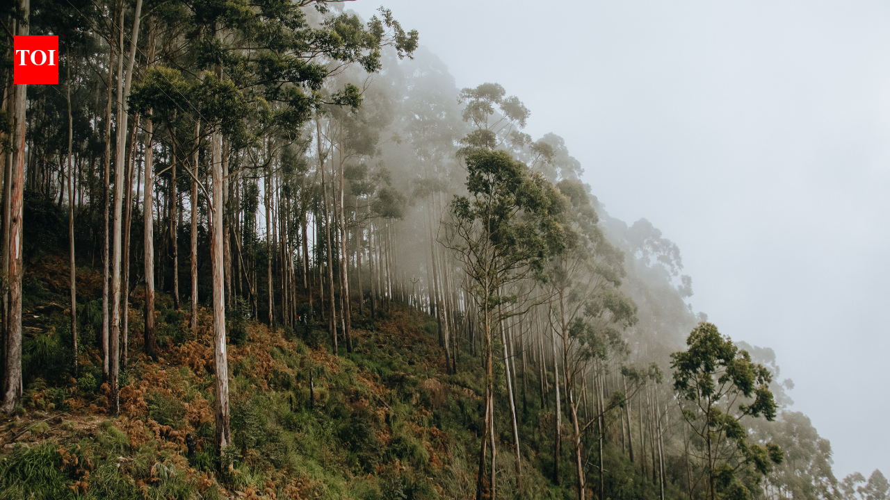 Brazil planted eucalyptus for pulp; 45 years later groundwater fell 4.5 metres