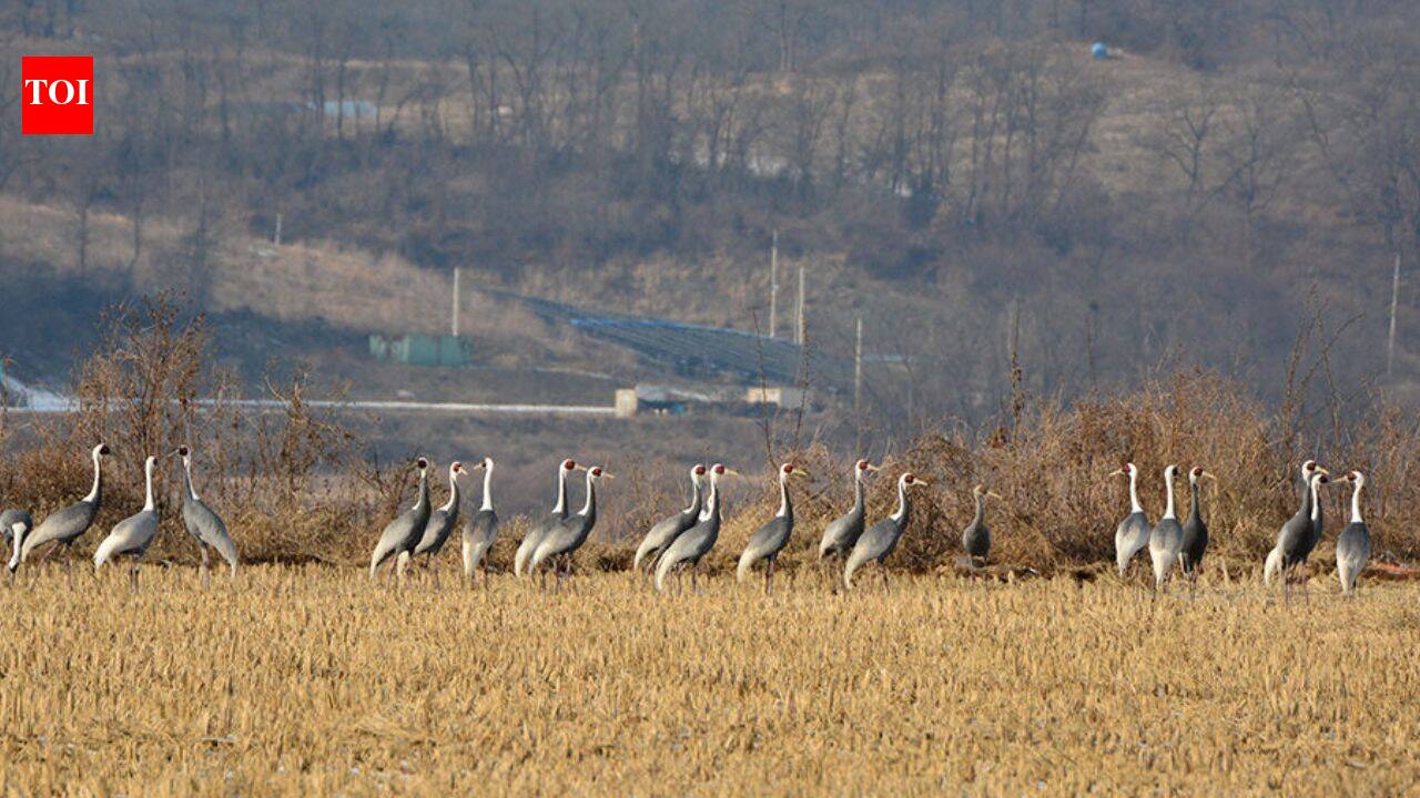 In 1953, North and South Korea established a demilitarised zone; decades later it is a 155-mile-long wildlife haven