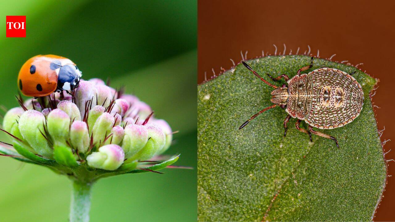How to keep your plants thriving and completely bug free