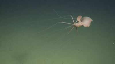 Scientists sent a robot two miles below California and found a bigfin squid; it was the first live Northeast Pacific sighting