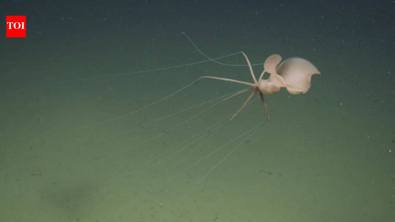 Robot finds rare bigfin squid two miles below California in first live Northeast Pacific sighting