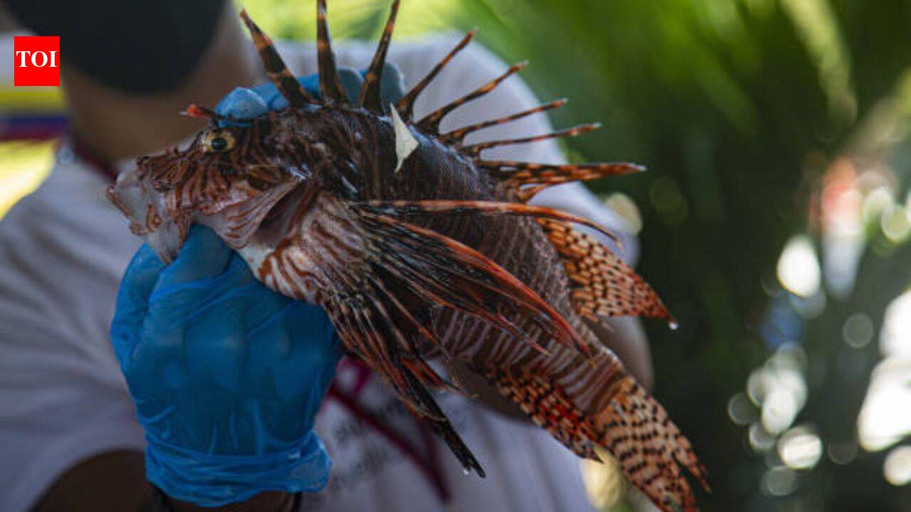 Brazil's Porto Seguro is paying $10 for each captured lionfish as they threaten native reefs and local fisheries