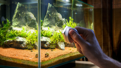 Is your aquarium too dirty? 4 super easy ways to clean it without much effort