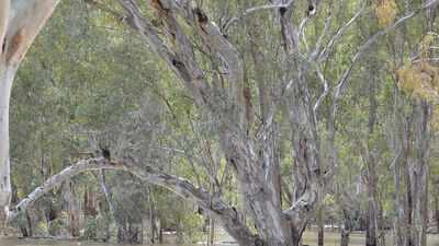 Argentina planted eucalyptus across grassland; scientists found the trees were pulling groundwater down by more than half a metre