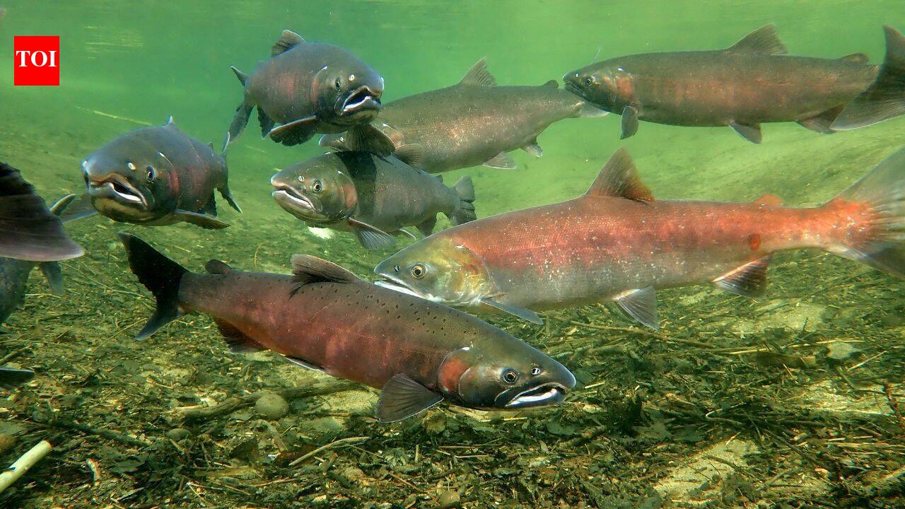 Klamath River salmon reclaim 88% of historic range after dams are removed
