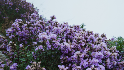 Neelakurinji flowers' rare bloom, which happens once in 12 years, covers the Munnar hills in blue-violet colours