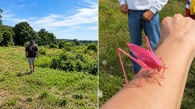 A Massachusetts group restored 44 acres of wetland and a mile of stream; butterflies soon appeared that locals had never seen there