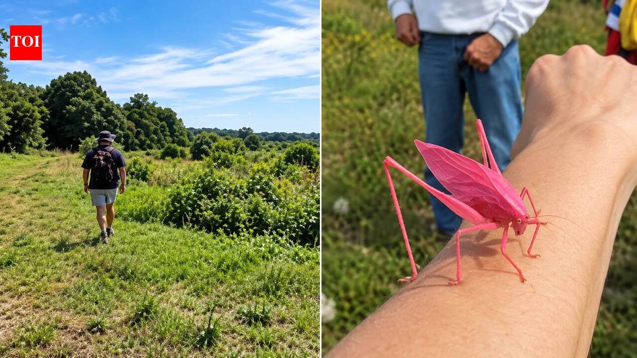 Massachusetts group restores 44 acres, mile of stream; butterflies follow