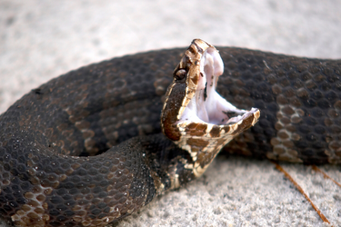 From Common Krait to Stiletto Snakes: 5 snakes that bite without leaving a trace