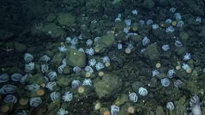 Scientists discovered an underwater city of 20,000 octopus nests deep inside California coast; largest known nursery on the planet