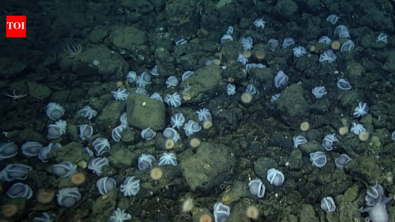 Scientists discovered an underwater city of 20,000 octopus nests deep inside California coast; largest known nursery on the planet