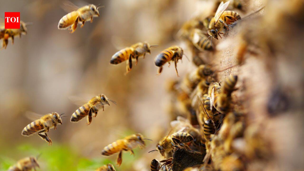 5.5 million wild bees found beneath just 1.5 acres of New York cemetery