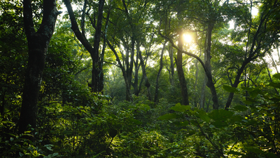 Meet the ex-civil servant who left his government job, bought barren land near Ranthambore and created a wildlife refuge