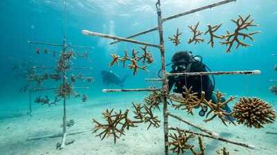 Around 2000, a Florida tropical-fish collector hung rescued coral fragments from underwater “trees”; the small nursery grew into a reef-restoration network