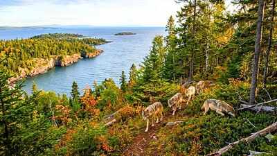 In 2018, scientists moved wolves to an isolated island to rebuild its ecosystem; five years later, researchers found out if it worked