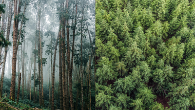 Uruguay planted eucalyptus and pine forests across grasslands; 20 years later, scientists found rivers were carrying much less water