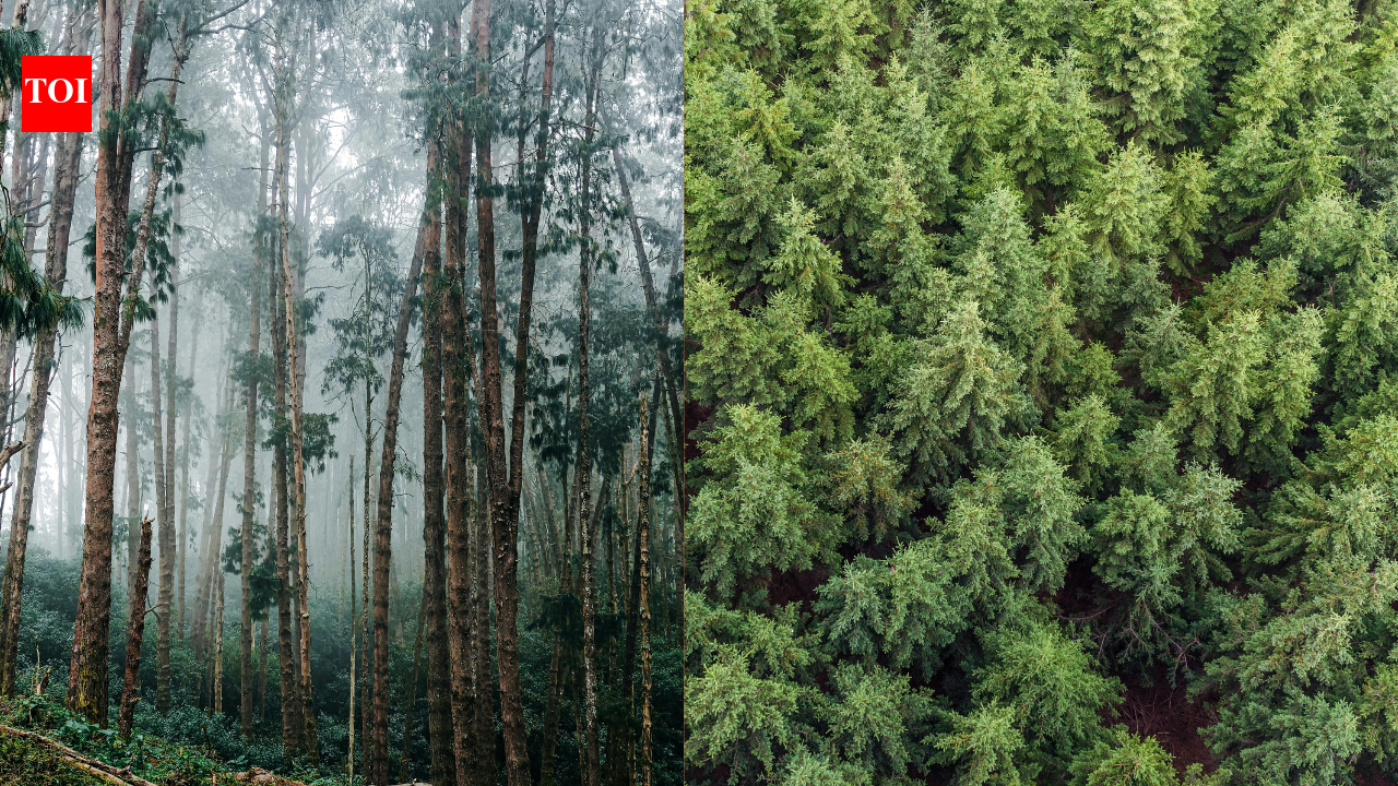 Uruguay planted forests on grassland; 20 years on, rivers carry less water