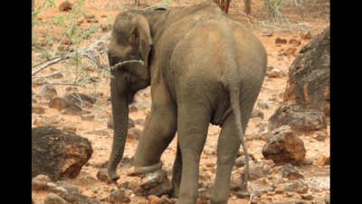 Wild elephant with iron snare caught on its leg treated in Tamil Nadu