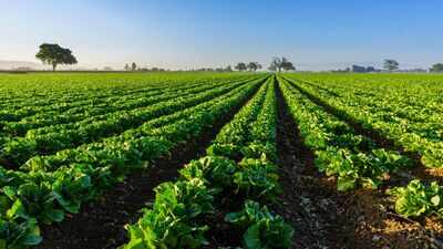A North Florida family permanently protected 816.46 acres with a $2.665 million easement; farming can continue while the land stays undeveloped inside a 1.6-million-acre wildlife corridor