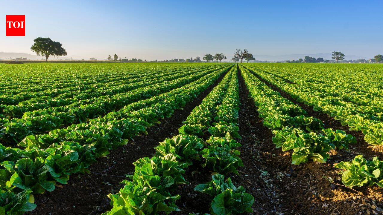 North Florida family protects 816 acres while keeping land available for farming