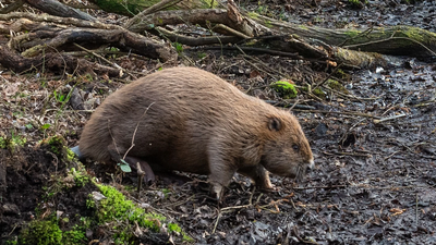 England released beavers into a Dorset woodland in 2025; one year later, their dams had turned dense forest into wildlife-rich wetland