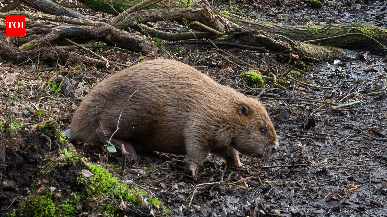 England released beavers into a Dorset woodland in 2025; one year later, their dams had...