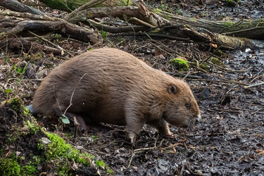 England released beavers into a Dorset woodland in 2025; one year later, their dams had...