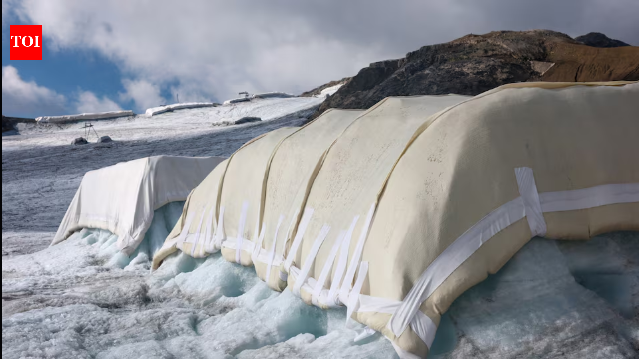 Scientists covered 200 square metres of a Swiss glacier with sheep’s wool; early tests found...