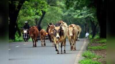 Nutri-hormonal therapy in cows shows encouraging results