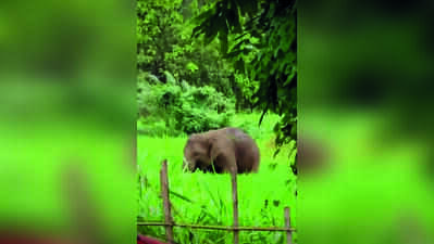 Omkar back in Goa, forest dept ups vigil ahead of Chaturthi