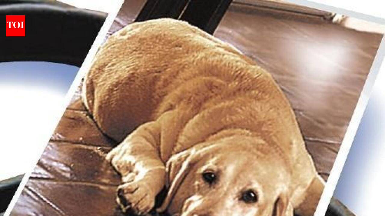 Rare brain surgery saves 7-year-old Labrador's life