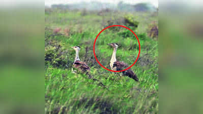 It’s a boy! GIB chick gives Guj a shot at species revival
