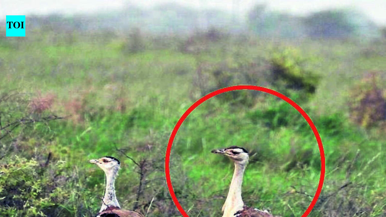 It's a boy! GIB chick gives Guj a shot at species revival