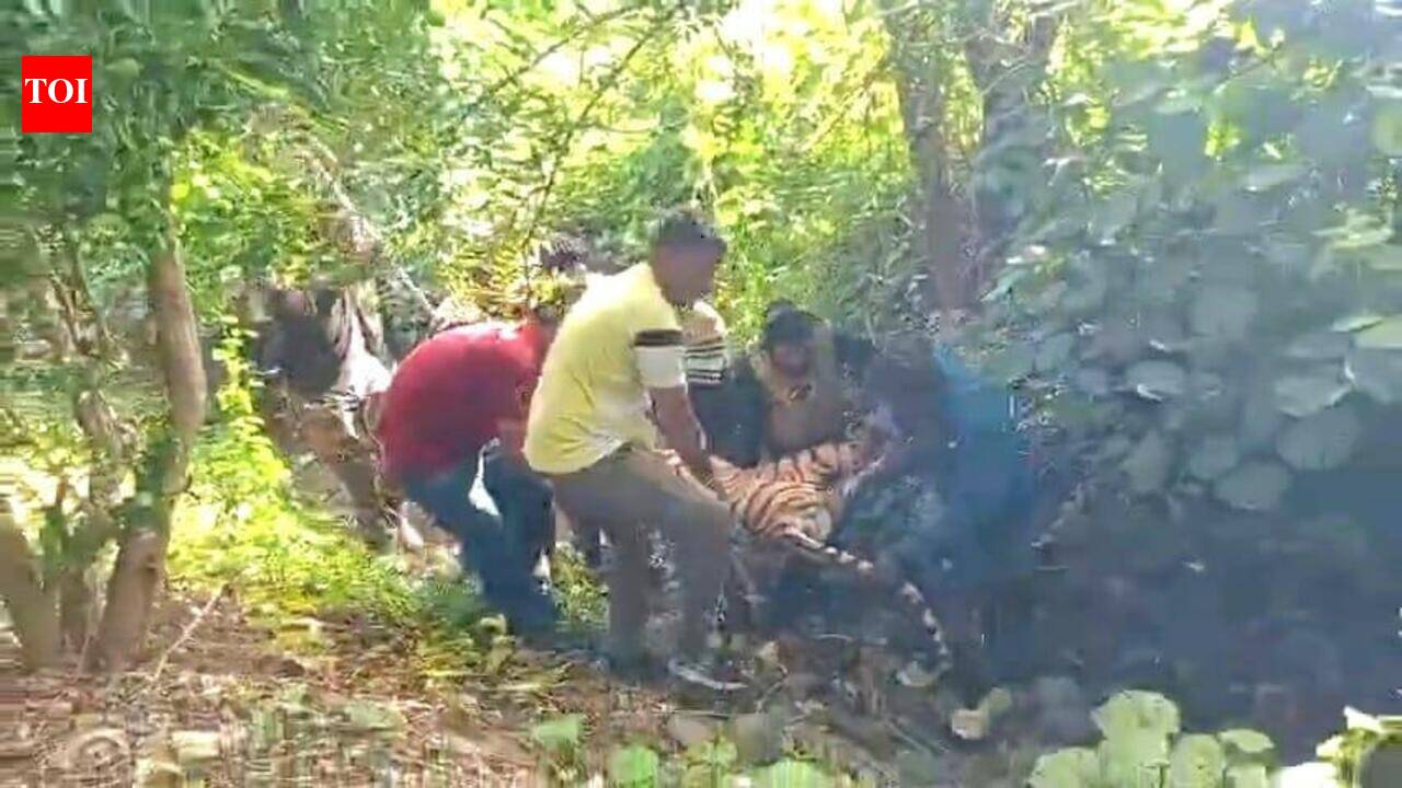 How Did Amravati Maneater Tigress Die? Mystery Deepens