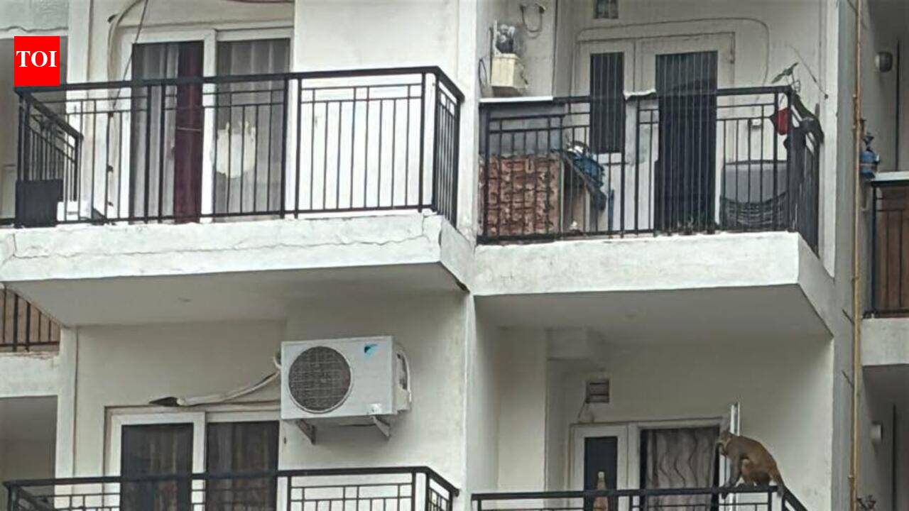 Balconies to bedrooms, monkeys hold Noida society hostage