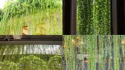 DIY: Create a beautiful “living curtain” with hanging plants to add privacy, freshness and natural charm to your home