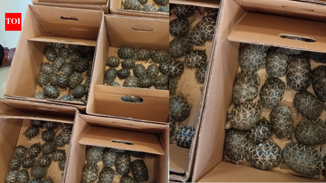 DRI seizes 180 live Indian star tortoises from trolley bag in Bengaluru; carrier arrested