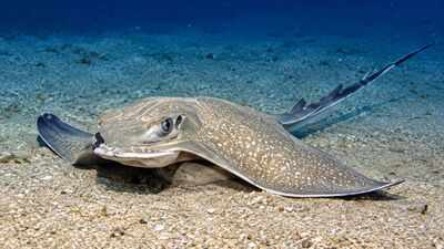 More than 100 eagle rays gathered around a tuna farm off Malta; scientists say it is the largest aggregation of the species ever recorded