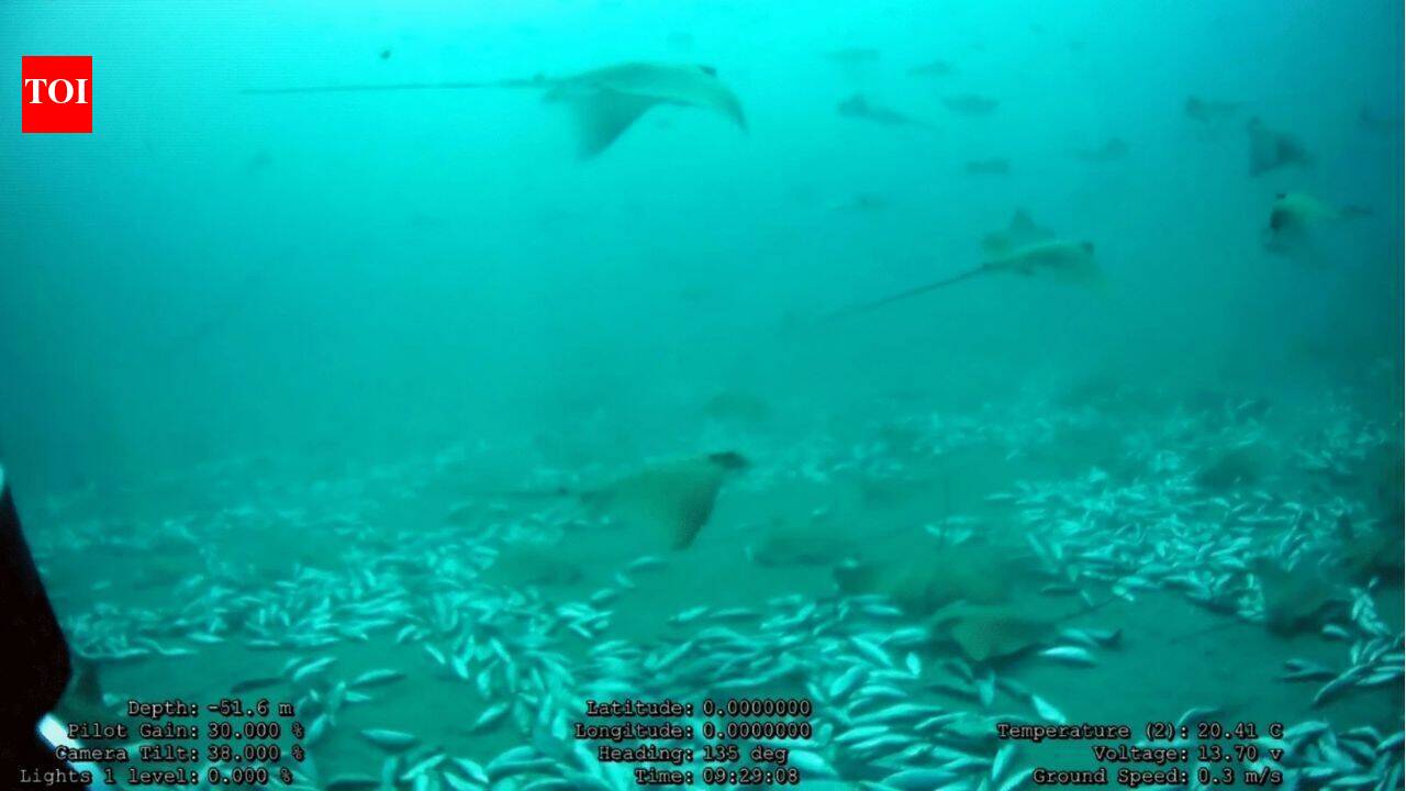 Over 100 eagle rays gather off Malta in largest aggregation ever recorded