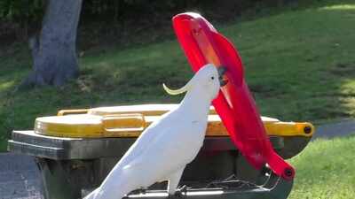 Sydney’s bin-opening cockatoos: How 44 suburbs became part of a bird ‘culture’ through social learning