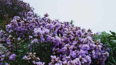 Once in 12 years, Munnar turns blue and purple; the rare Neelakurinji bloom is back in Kerala; here's where you can see it