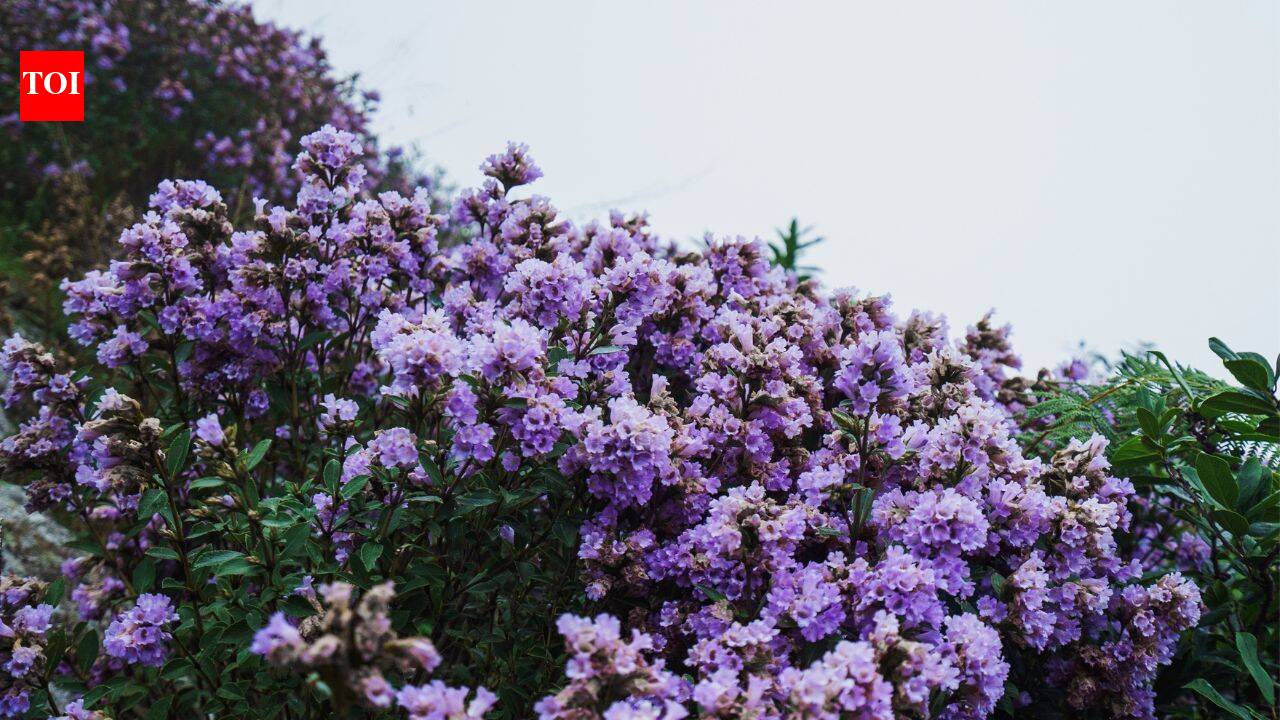 Once in 12 years, Munnar turns blue and purple; the rare Neelakurinji bloom is back in Kerala; here's where you can see it - The Times of India