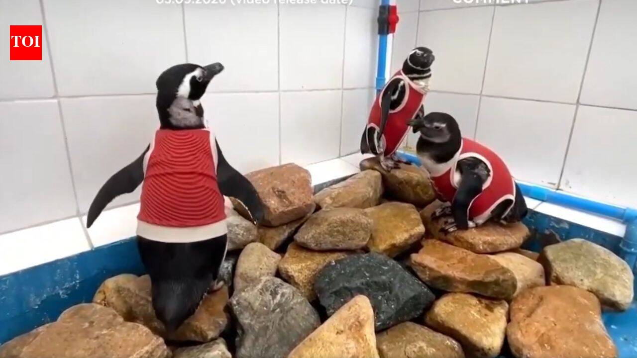 As El Niño intensifies, scientists in Chile are making a vulnerable penguin species wear copper vests, here's why