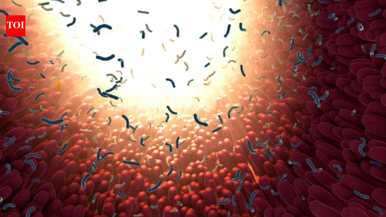 Hidden gut bacteria populations linked to ageing, cancer and type 2 diabetes may spread worldwide