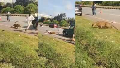 ‘Suddenly, it attacked’: Injured leopard ambushes forest official during Karnataka rescue operation; watch