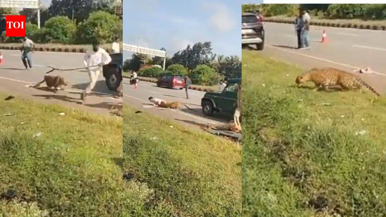 ‘Suddenly, it attacked’: Injured leopard ambushes forest official during Karnataka rescue operation; watch - The Times of India